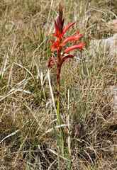 Watsonia gladioloides
