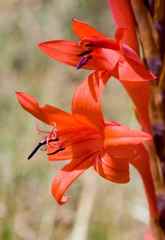 Watsonia gladioloides