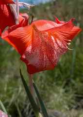 Gladiolus saundersii