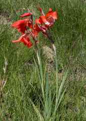 Gladiolus saundersii
