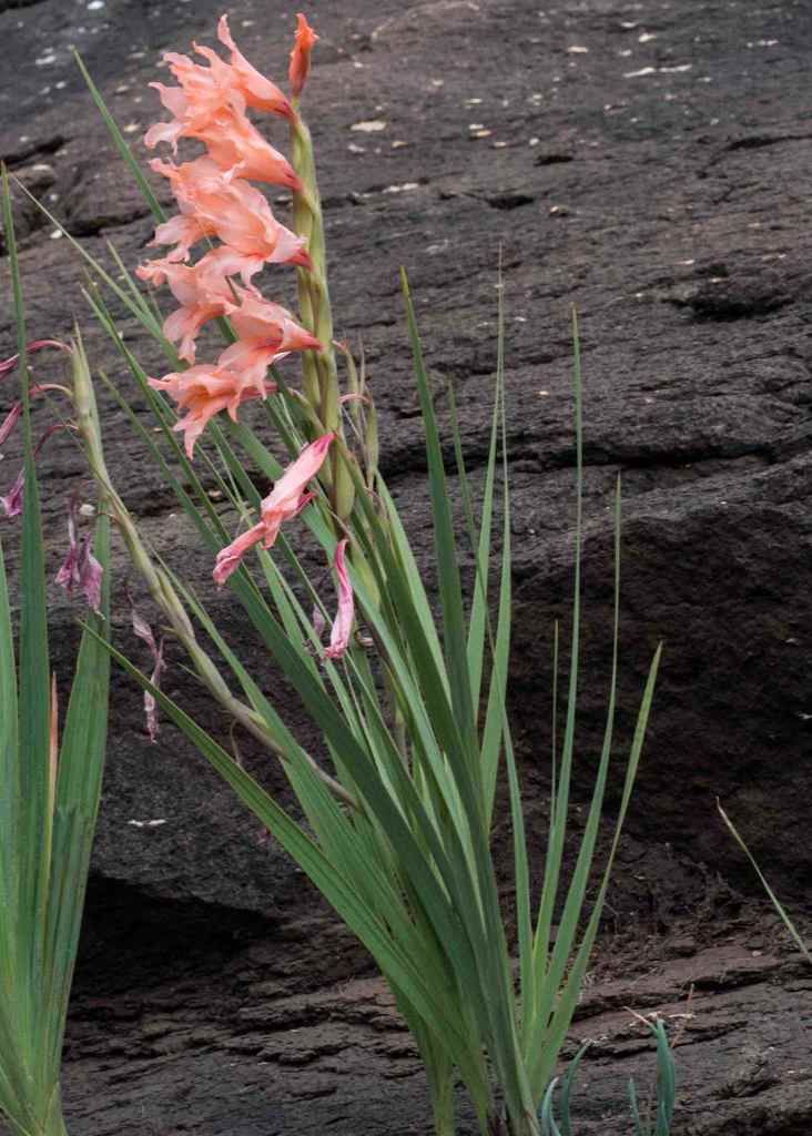 Salmon Gladiolus