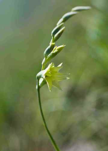 Gladiolus pubigerus