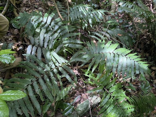 Goniopteris nephrodioides