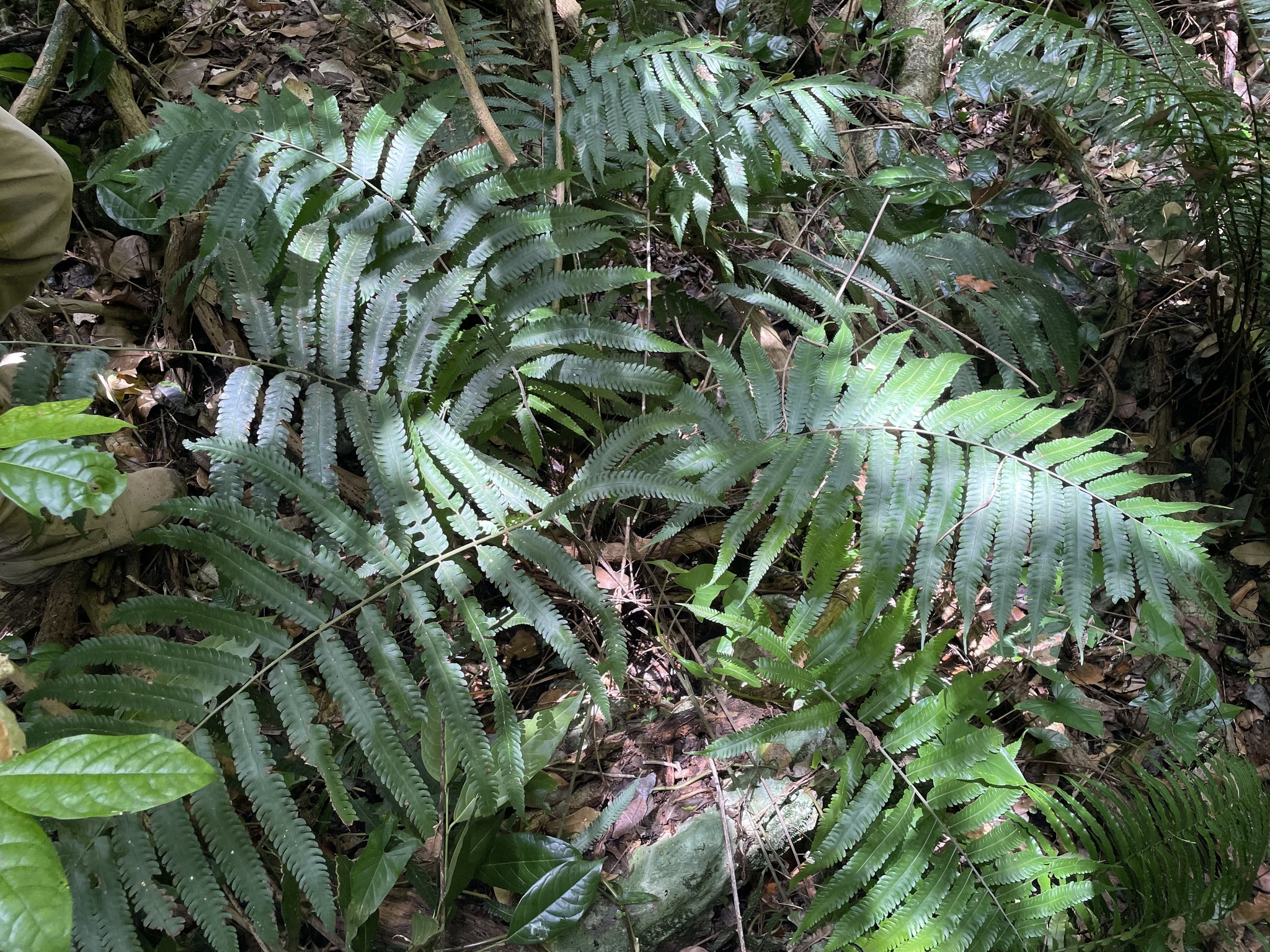 Goniopteris nephrodioides