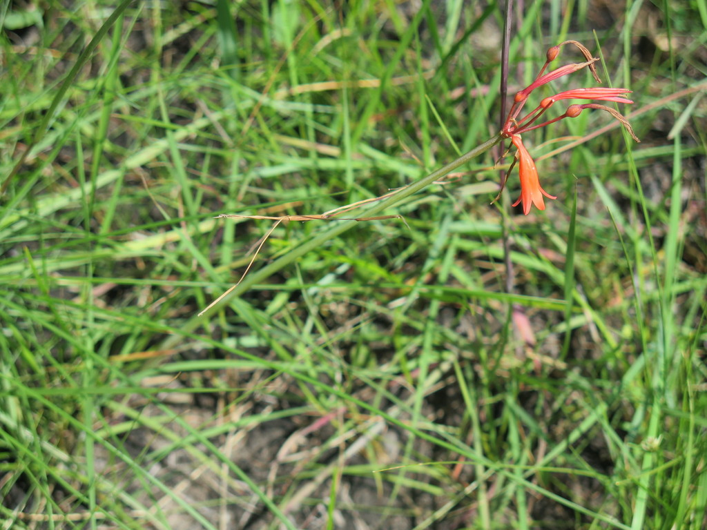 Cyrtanthus brachyscyphus, Ugu District Municipality, South Africa
