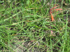 Cyrtanthus brachyscyphus