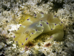 Image of Ceratosoma palliolatum