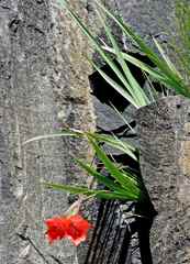 Gladiolus flanaganii