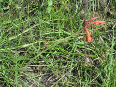 Cyrtanthus brachyscyphus