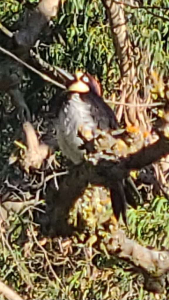 Acorn Woodpecker From Alum Rock San Jose Ca Usa On July At