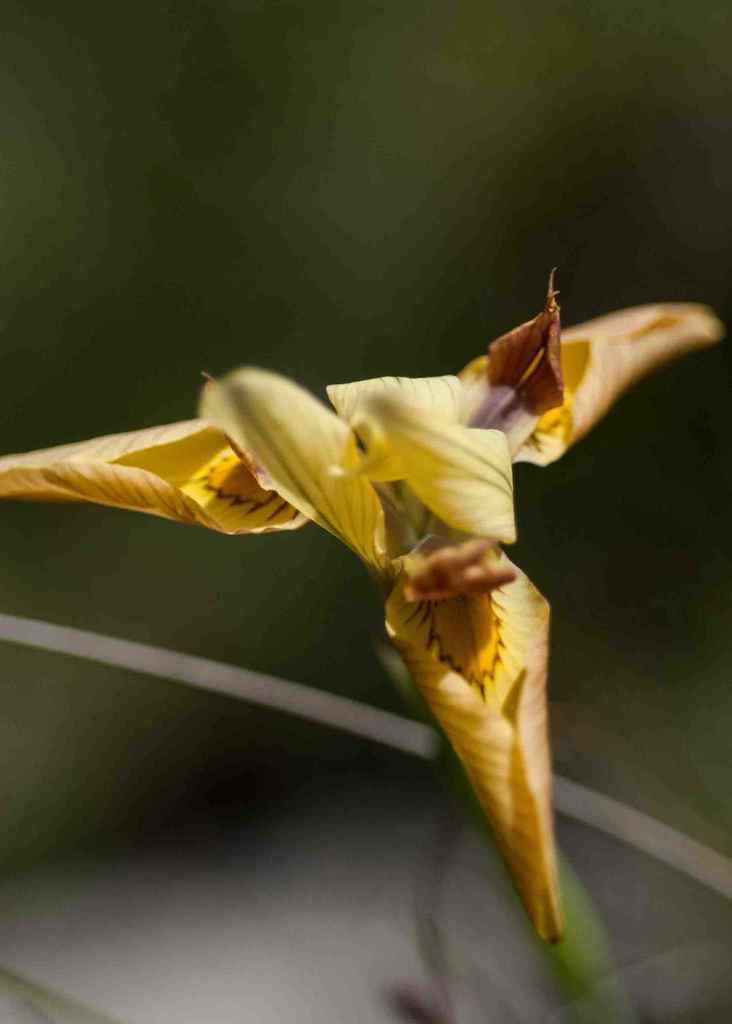 Flesh Tulp