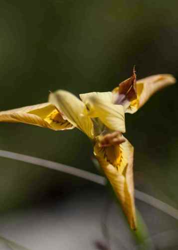 Flesh Tulp (Moraea carnea)
