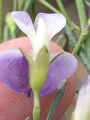 Psoralea sordida