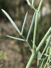 Psoralea sordida