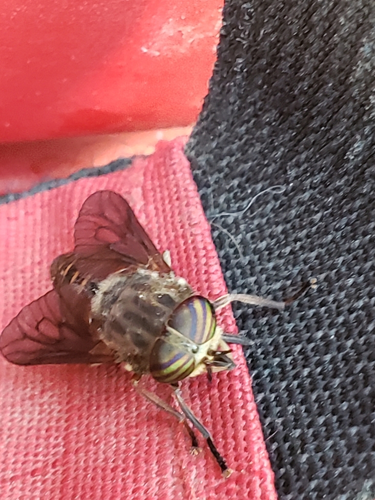 horse-flies-from-sudbury-ca-on-ca-on-july-1-2023-at-02-55-pm-by