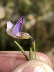 Psoralea sordida
