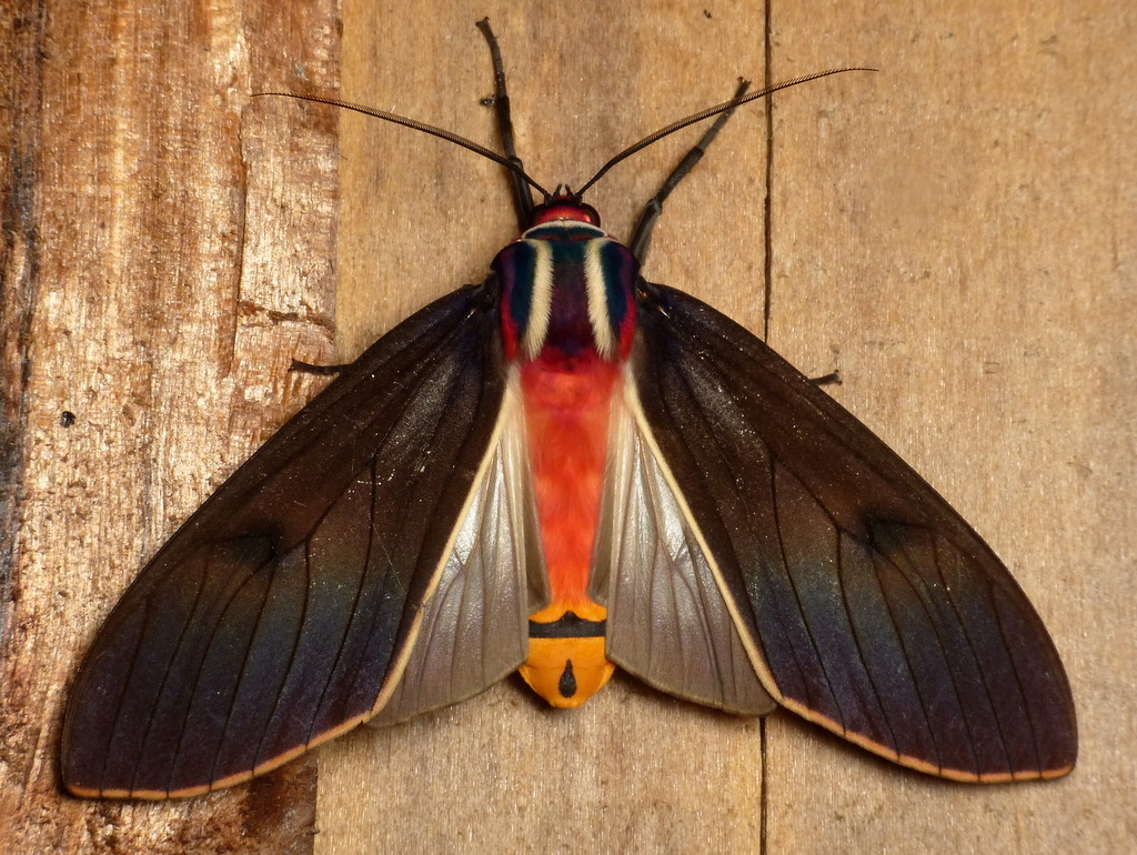 Amastus episcotosia