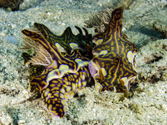 Miamira flavicostata