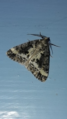 Pseudocoremia leucelaea