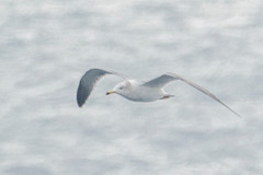 Larus crassirostris