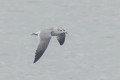 Larus crassirostris