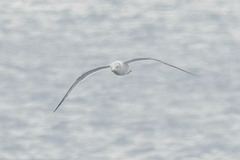 Larus crassirostris