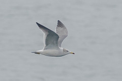 Larus crassirostris
