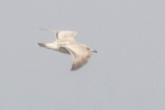 Larus