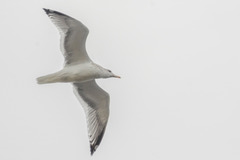 Larus argentatus vegae