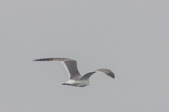Larus crassirostris
