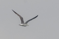 Larus crassirostris