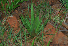 Ledebouria marginata
