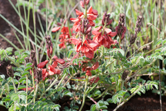 Indigofera williamsonii
