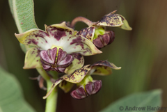 Pachycarpus natalensis
