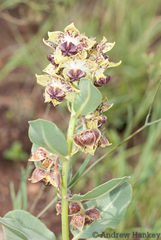 Pachycarpus natalensis