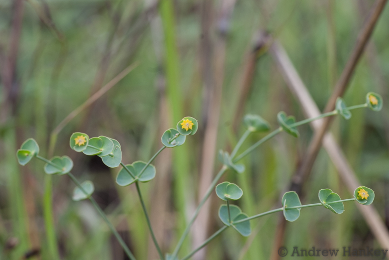 Euphorbia striata