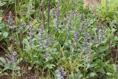 Ajuga ophrydis