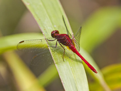 Erythrodiplax castanea