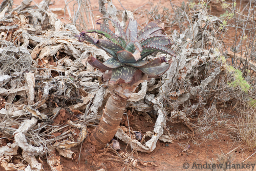 Aloe mudenensis, photograph 3