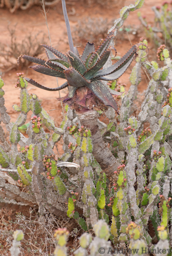Aloe mudenensis, photograph 4