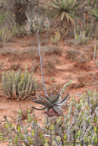 Aloe mudenensis, photograph 5