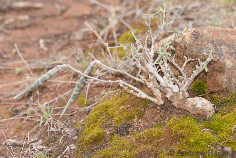 Kambroo (Fockea angustifolia)