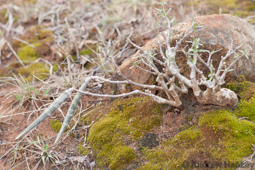 Fockea angustifolia