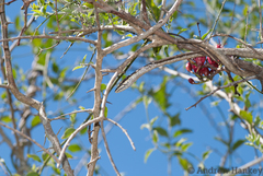 Thelotornis capensis