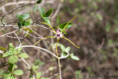 Strophanthus gerrardii