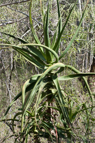 Aloe rupestris, photograph 5