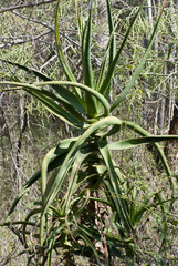 Aloe rupestris