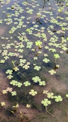 Marsilea crenata