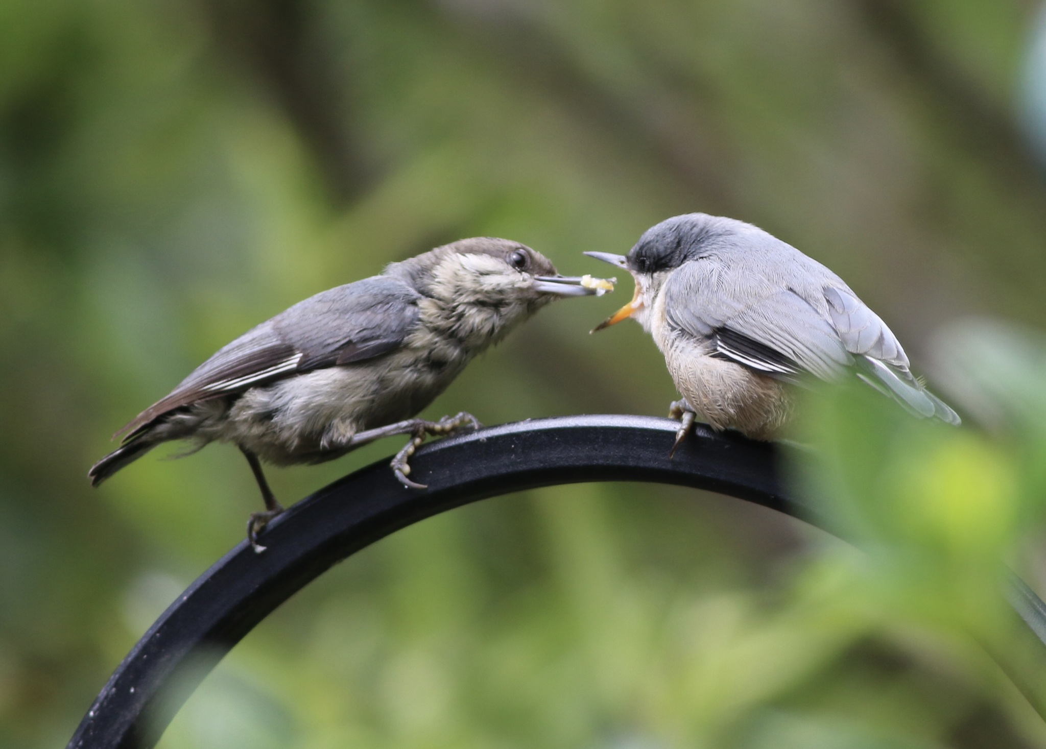Pygmy Nuthatch (Sitta pygmaea)