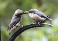 Pygmy Nuthatch photo 4
